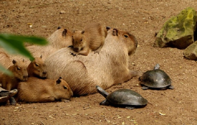 ¿Por qué todos los animales el amor capibaras
