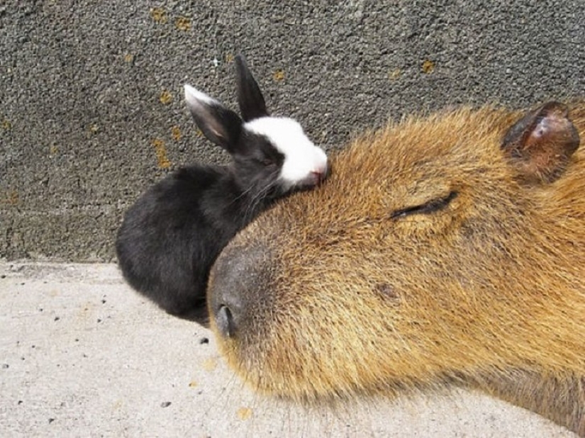 ¿Por qué todos los animales el amor capibaras
