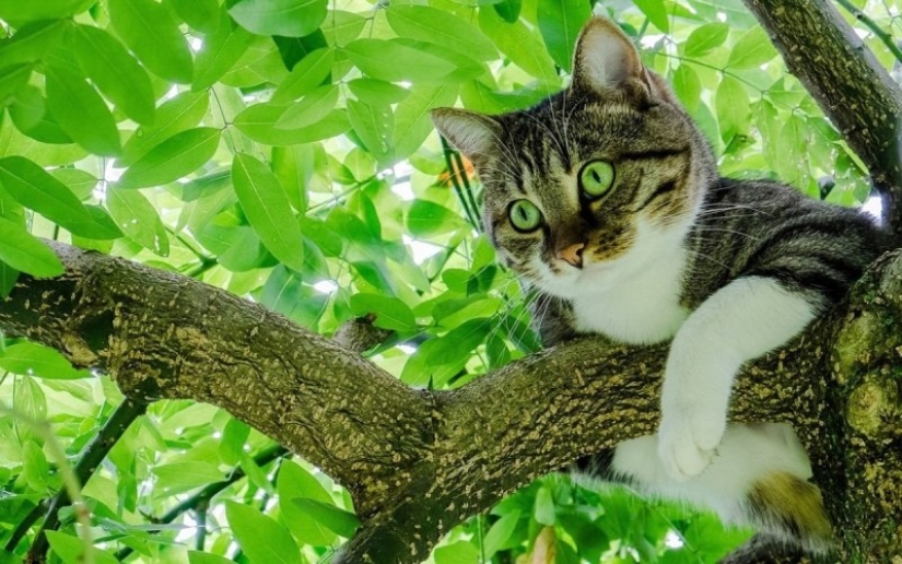 Por qué un gato a veces no puede bajar de un árbol y cómo ayudarlo