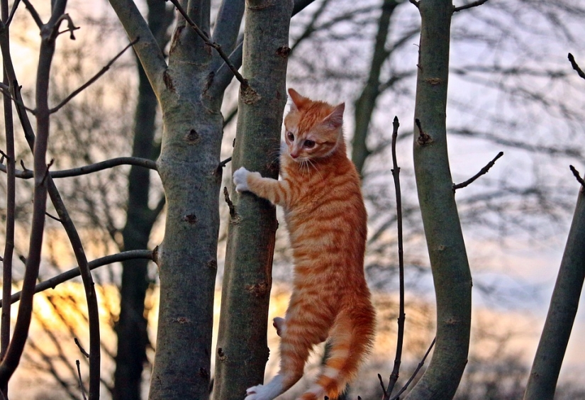 Por qué un gato a veces no puede bajar de un árbol y cómo ayudarlo