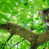 Por qué un gato a veces no puede bajar de un árbol y cómo ayudarlo