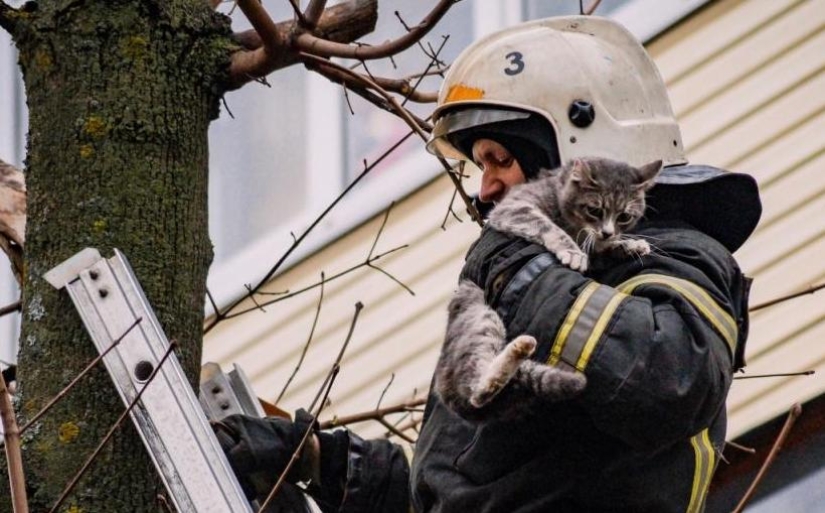 Por qué un gato a veces no puede bajar de un árbol y cómo ayudarlo