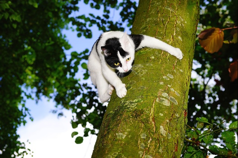 Por qué un gato a veces no puede bajar de un árbol y cómo ayudarlo