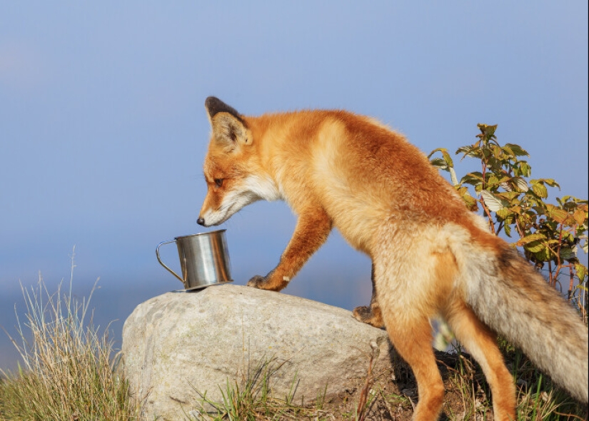 ¿Por qué una hoguera no puede protegerte de los animales salvajes en el bosque