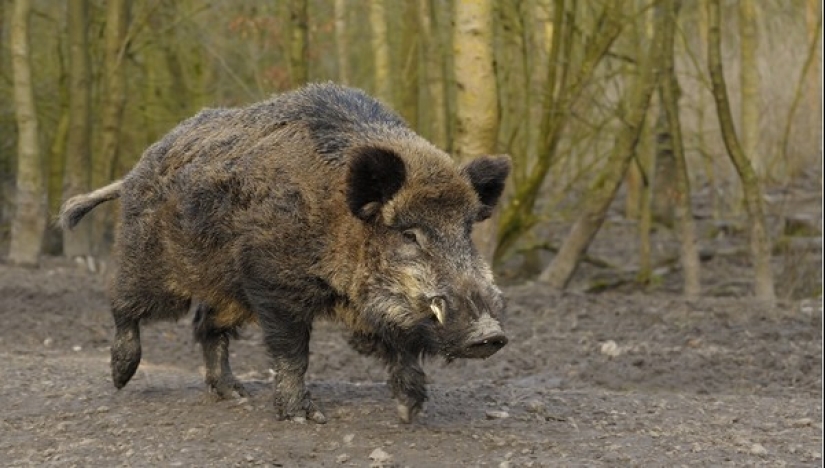 ¿Por qué una hoguera no puede protegerte de los animales salvajes en el bosque