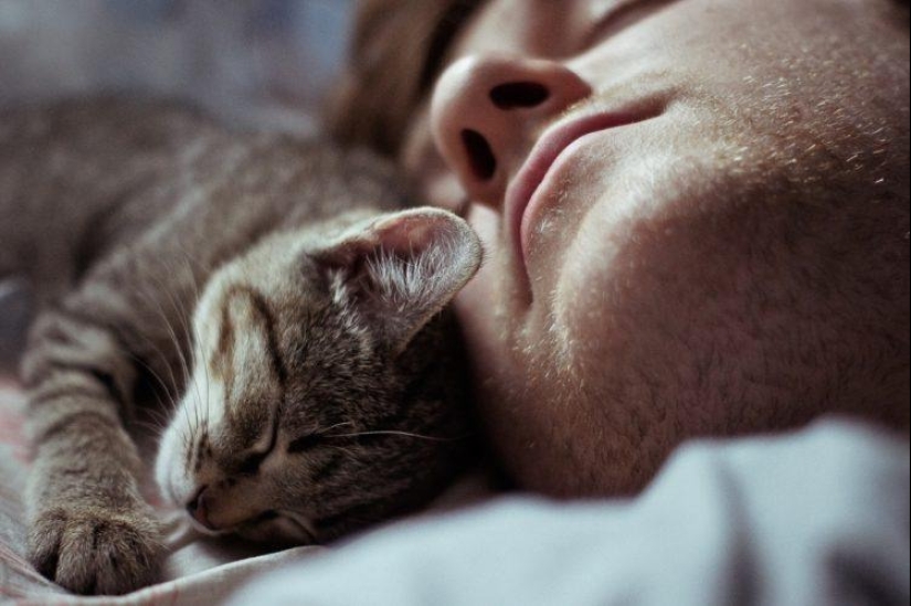 Poses all sorts of needs, poses all sorts of important: the position of the pet bed says about his attitude to you