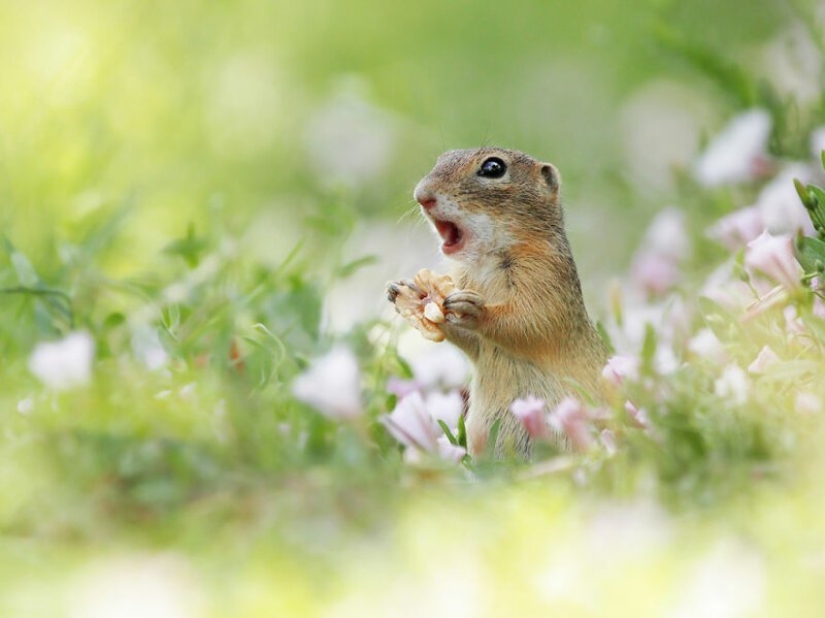 Positive from wildlife