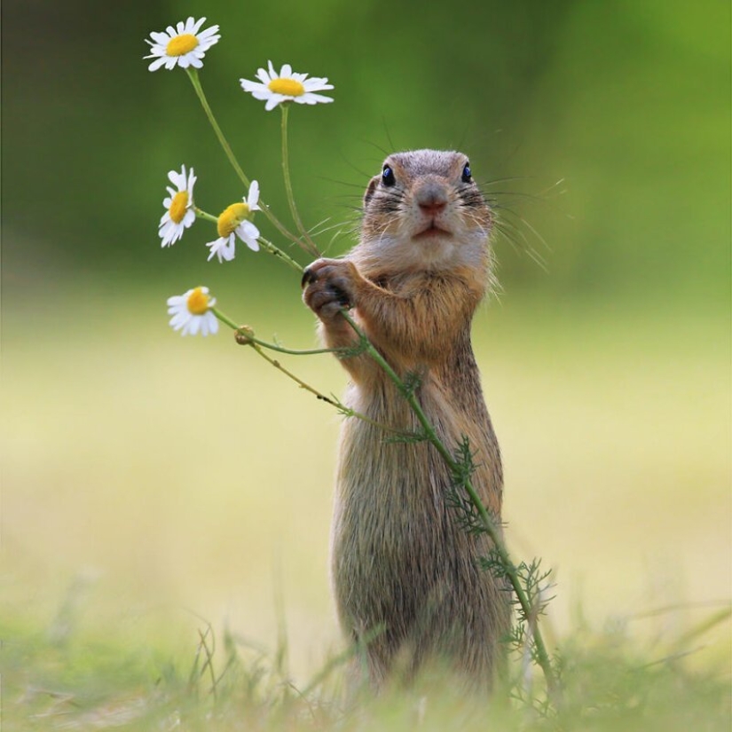 Positivo de la vida silvestre