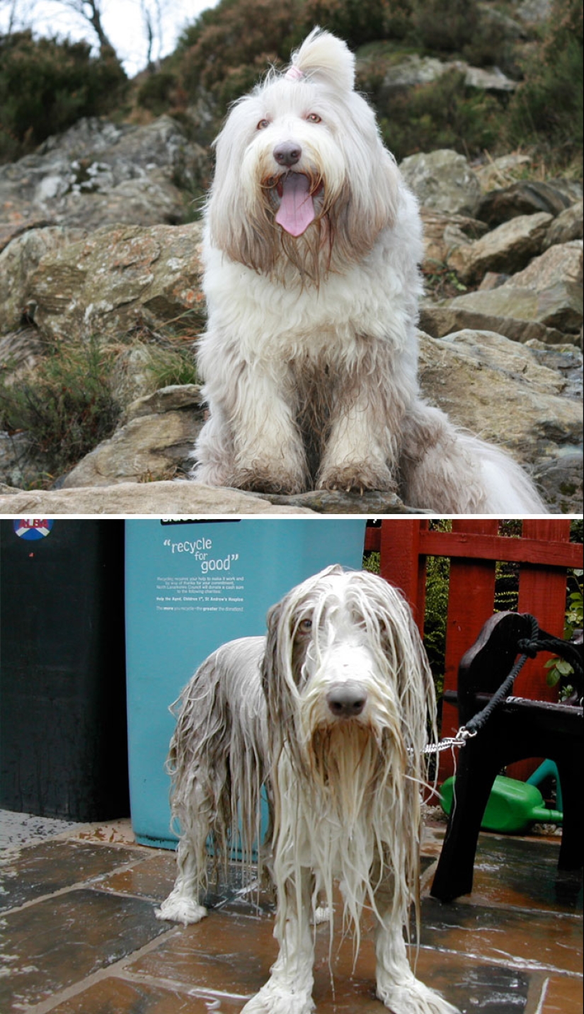Publicación para perros mojados: Perros divertidos antes y después del baño