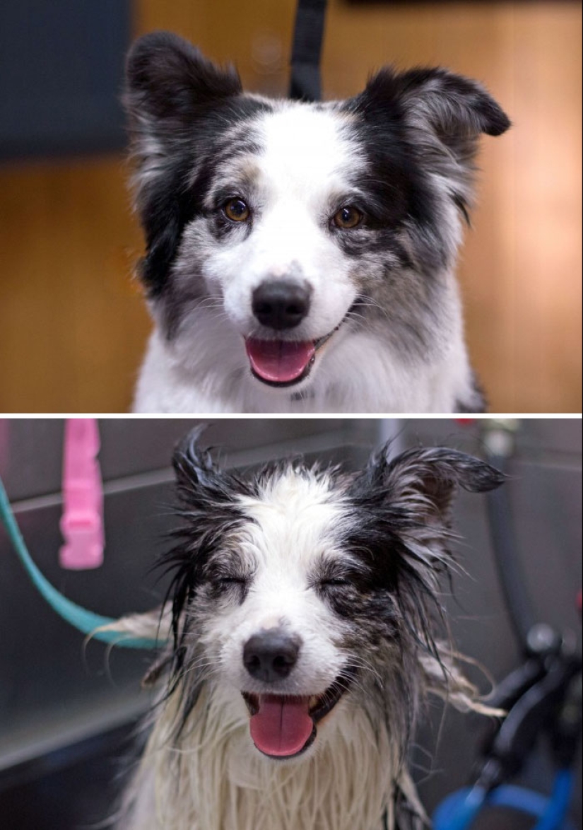 Publicación para perros mojados: Perros divertidos antes y después del baño