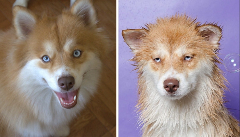 Publicación para perros mojados: Perros divertidos antes y después del baño