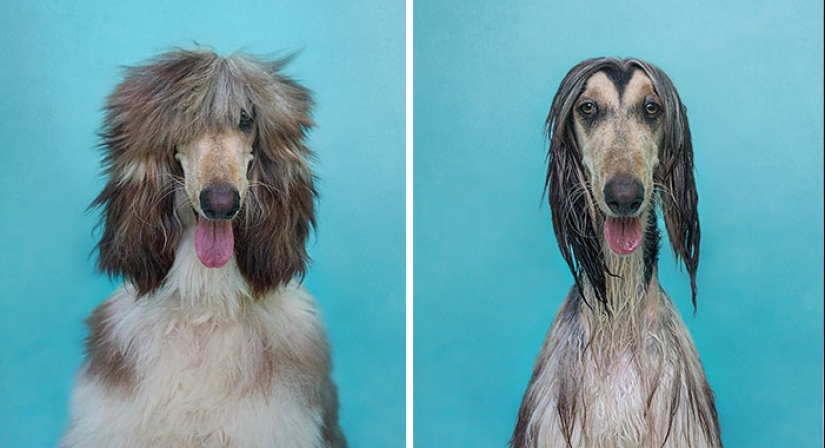 Publicación para perros mojados: Perros divertidos antes y después del baño