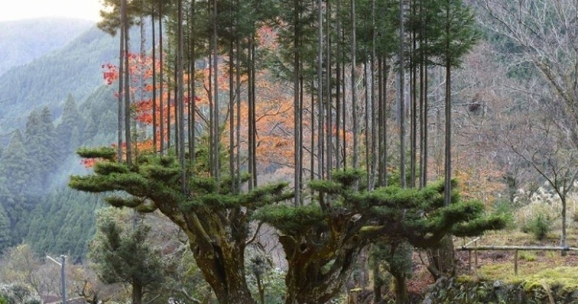 Qué es daisugi, o Cómo obtener madera sin deforestación