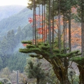 Qué es daisugi, o Cómo obtener madera sin deforestación