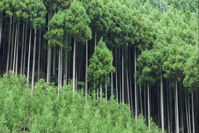 Qué es daisugi, o Cómo obtener madera sin deforestación