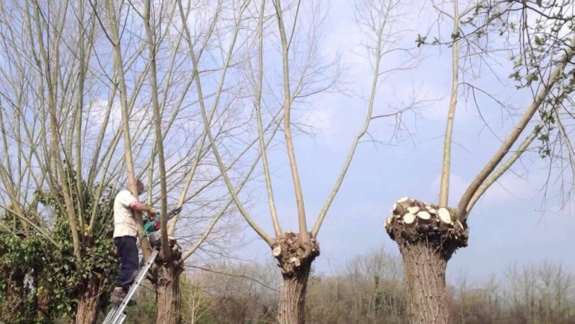 Qué es daisugi, o Cómo obtener madera sin deforestación