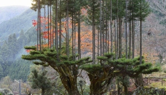 Qué es daisugi, o Cómo obtener madera sin deforestación