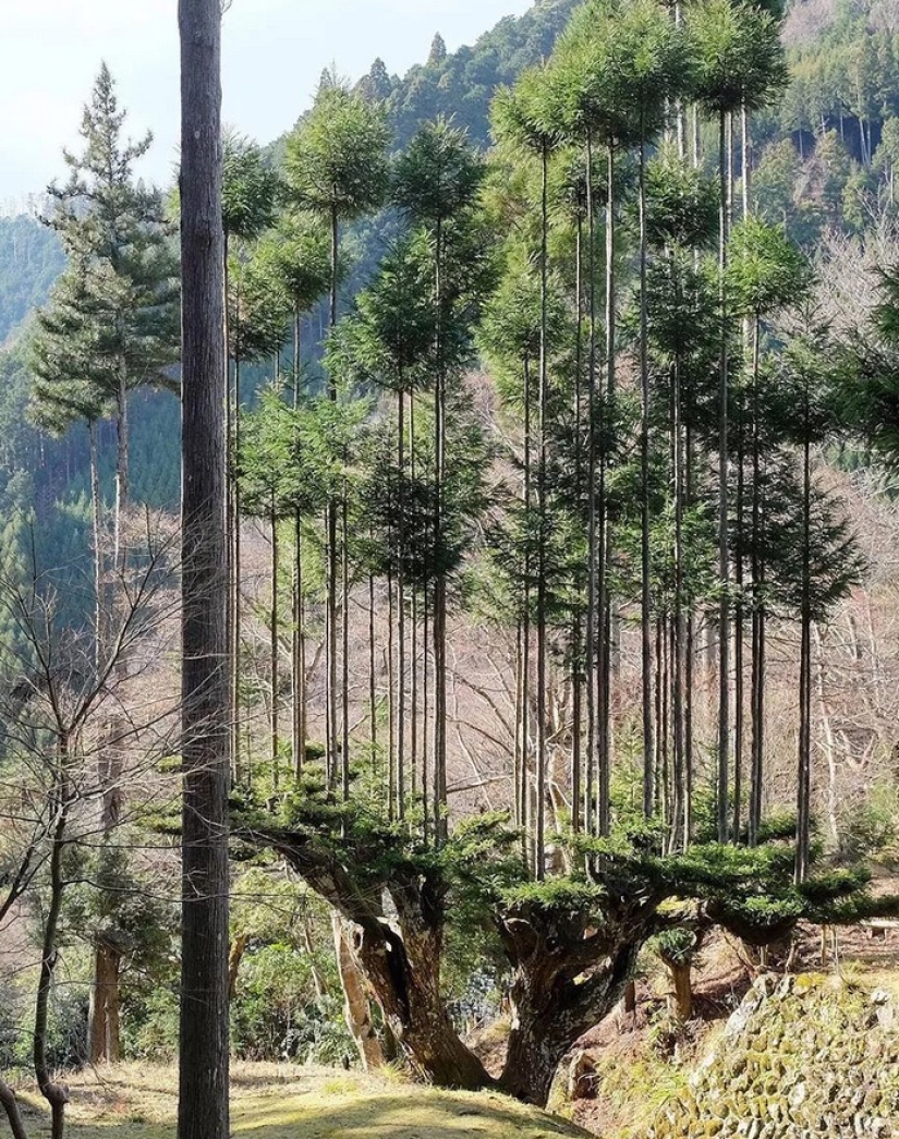 Qué es daisugi, o Cómo obtener madera sin deforestación