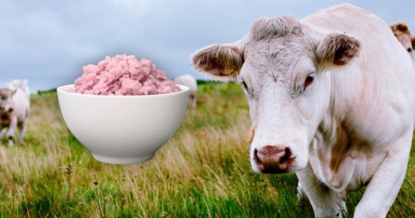 Qué es la “carne de arroz”: los científicos japoneses han inventado un nuevo producto