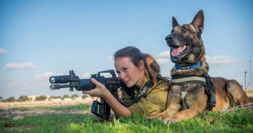 ¿Qué es un "Oenothera" o Cómo los perros servir en el ejército Israelí