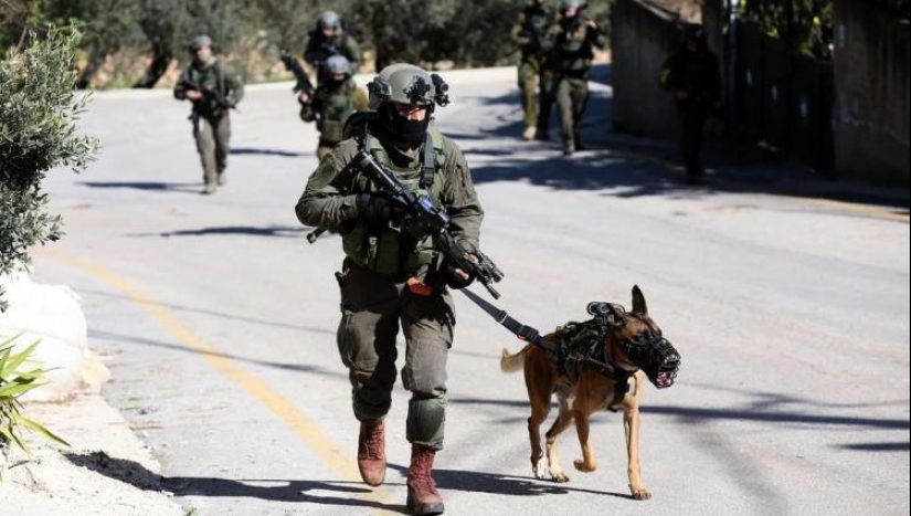 ¿Qué es un "Oenothera" o Cómo los perros servir en el ejército Israelí