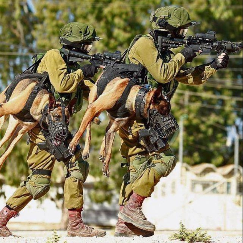 ¿Qué es un "Oenothera" o Cómo los perros servir en el ejército Israelí