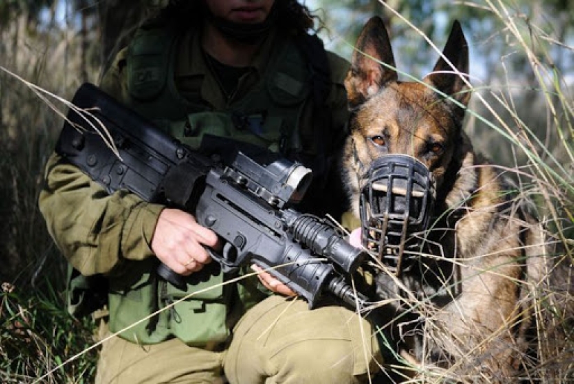 ¿Qué es un "Oenothera" o Cómo los perros servir en el ejército Israelí