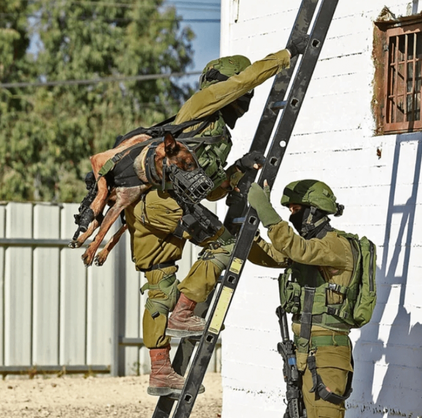 ¿Qué es un "Oenothera" o Cómo los perros servir en el ejército Israelí