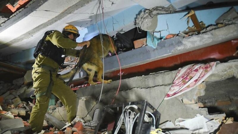 ¿Qué es un "Oenothera" o Cómo los perros servir en el ejército Israelí