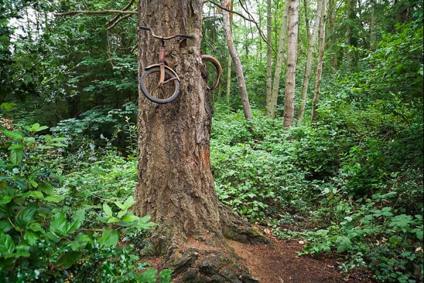 ¿Qué esconde la leyenda de una bicicleta incrustada en un árbol?