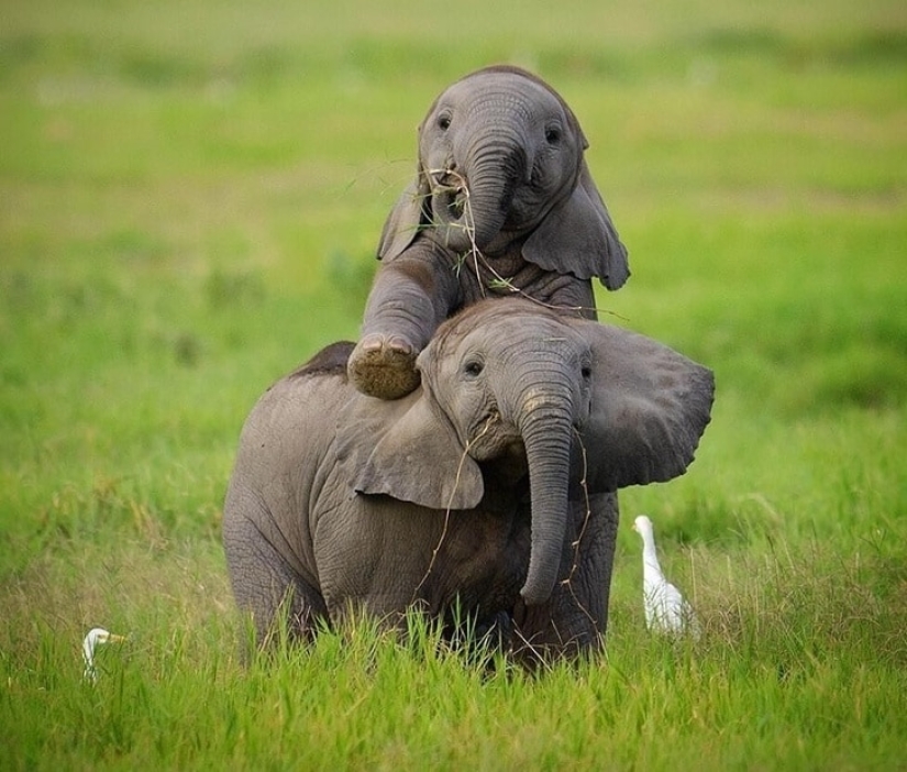 Qué lindo! 10+ animales jóvenes que no le permitirá estar triste