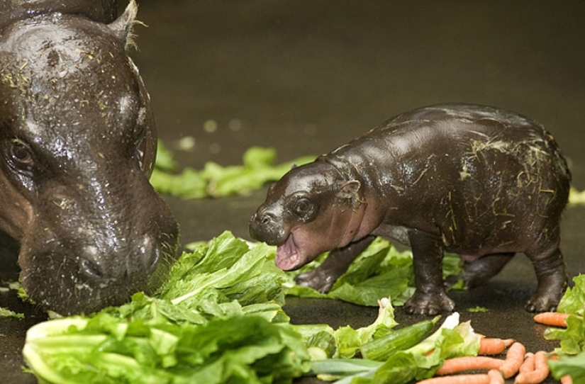 Qué lindo! 10+ animales jóvenes que no le permitirá estar triste