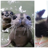 "¡Qué lindos son!": 22 fotos de animales bebés que te harán sonreír
