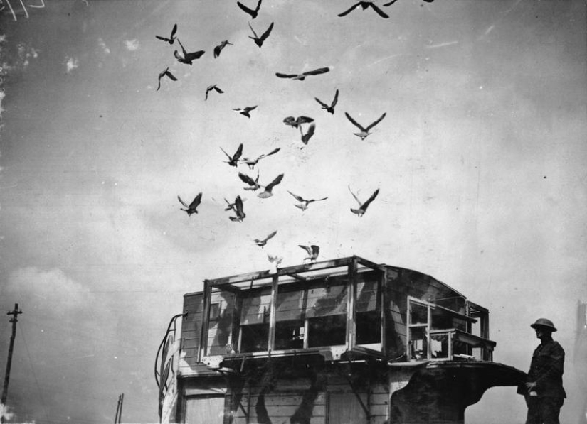 Qué papel desempeñaron las palomas en la Primera Guerra Mundial y qué tienen que ver los autobuses de dos pisos