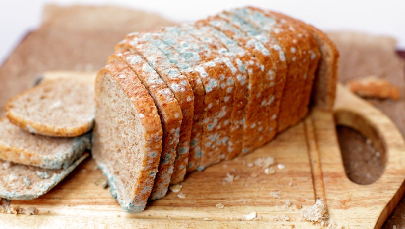 ¿Qué sucede si usted come el pan con moho