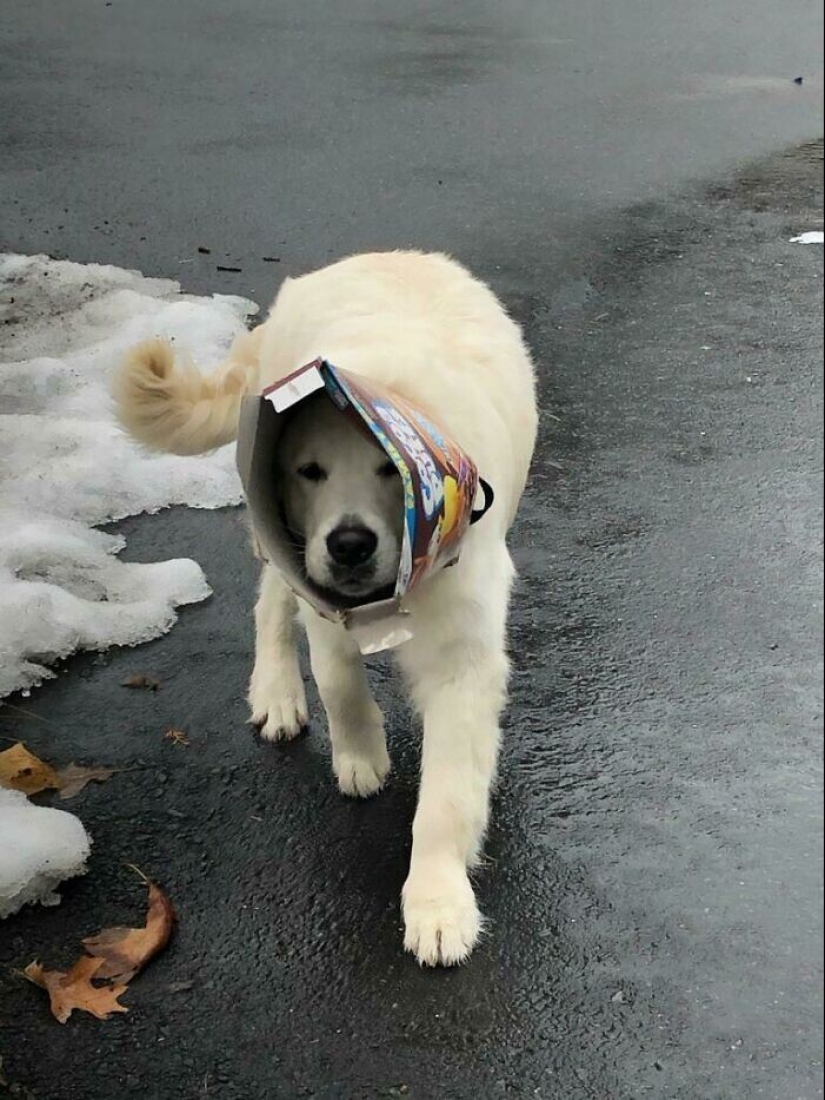 Qué tontos: 20 + fotos divertidas de perros para el estado de ánimo