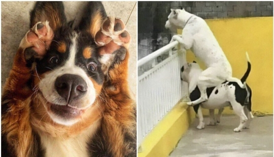 Qué tontos: 20 + fotos divertidas de perros para el estado de ánimo