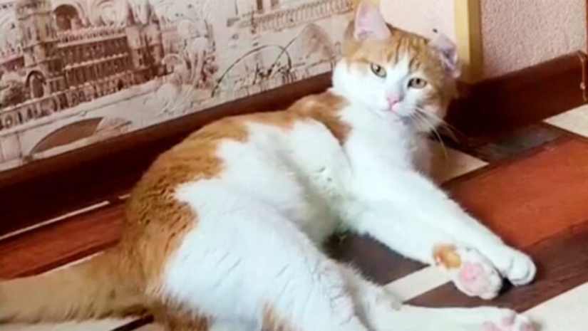 ¿Quién es el gato Twix y por qué su historia sacudió a Rusia?