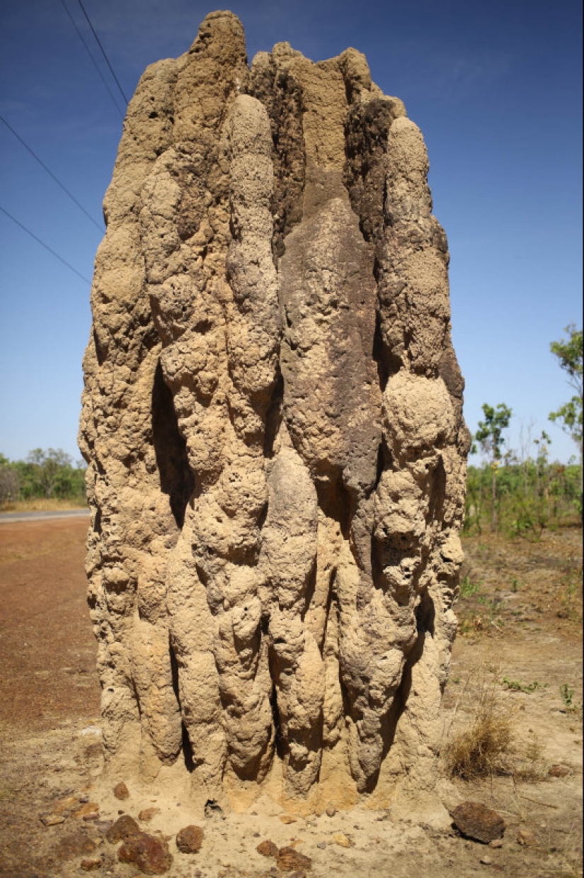 Quiénes son los Caminantes Grises de Australia