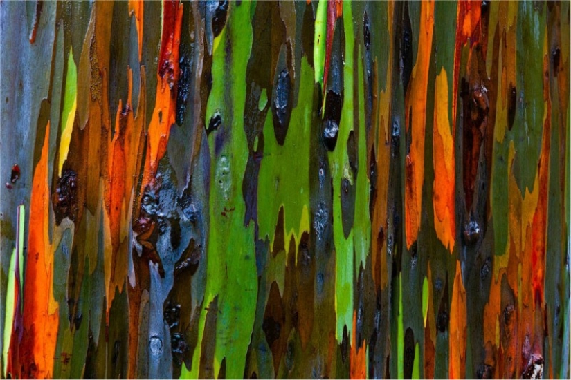 Rainbow Eucalyptus