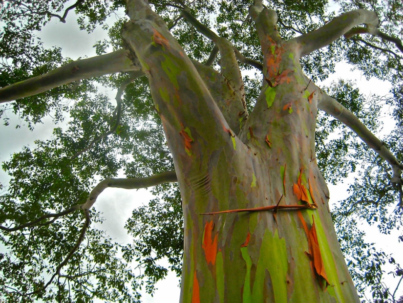 Rainbow Eucalyptus