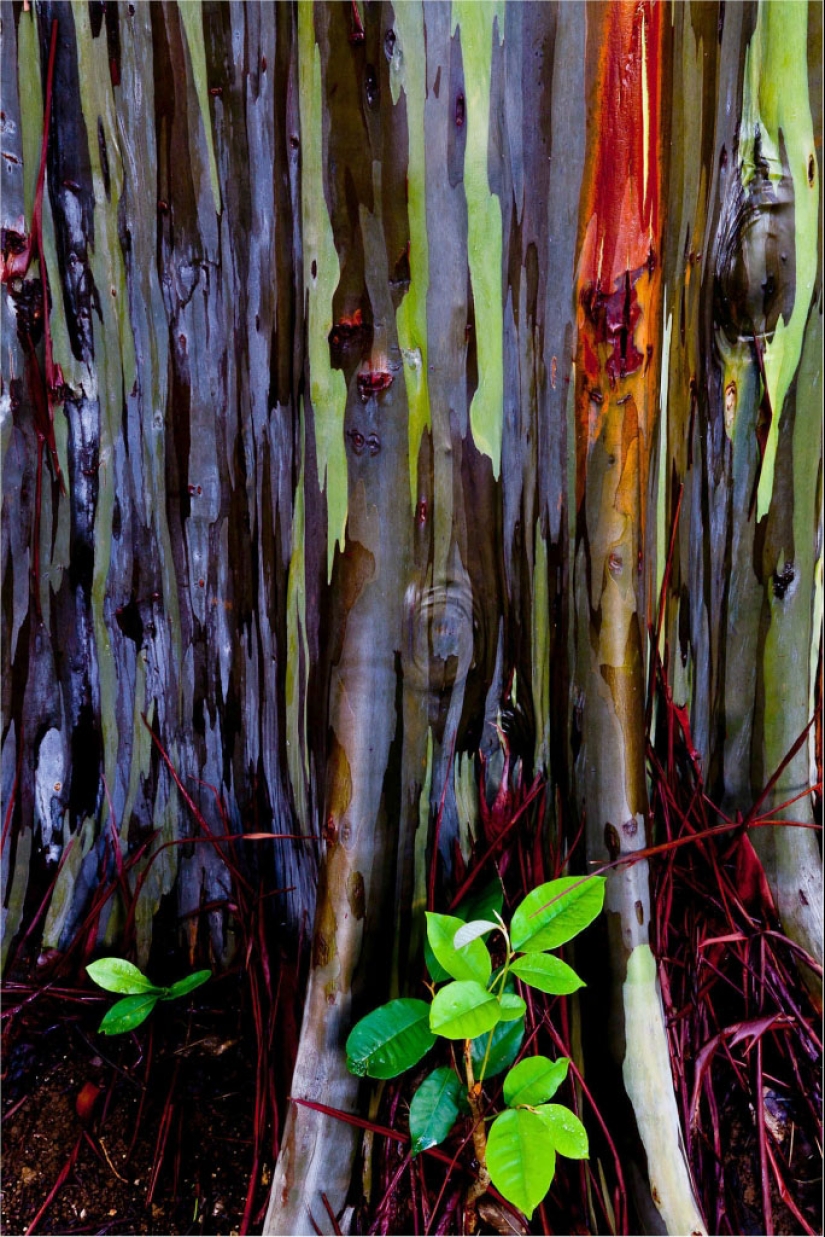 Rainbow Eucalyptus