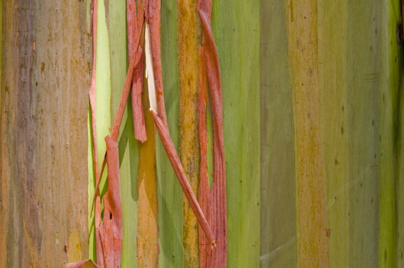 Rainbow Eucalyptus