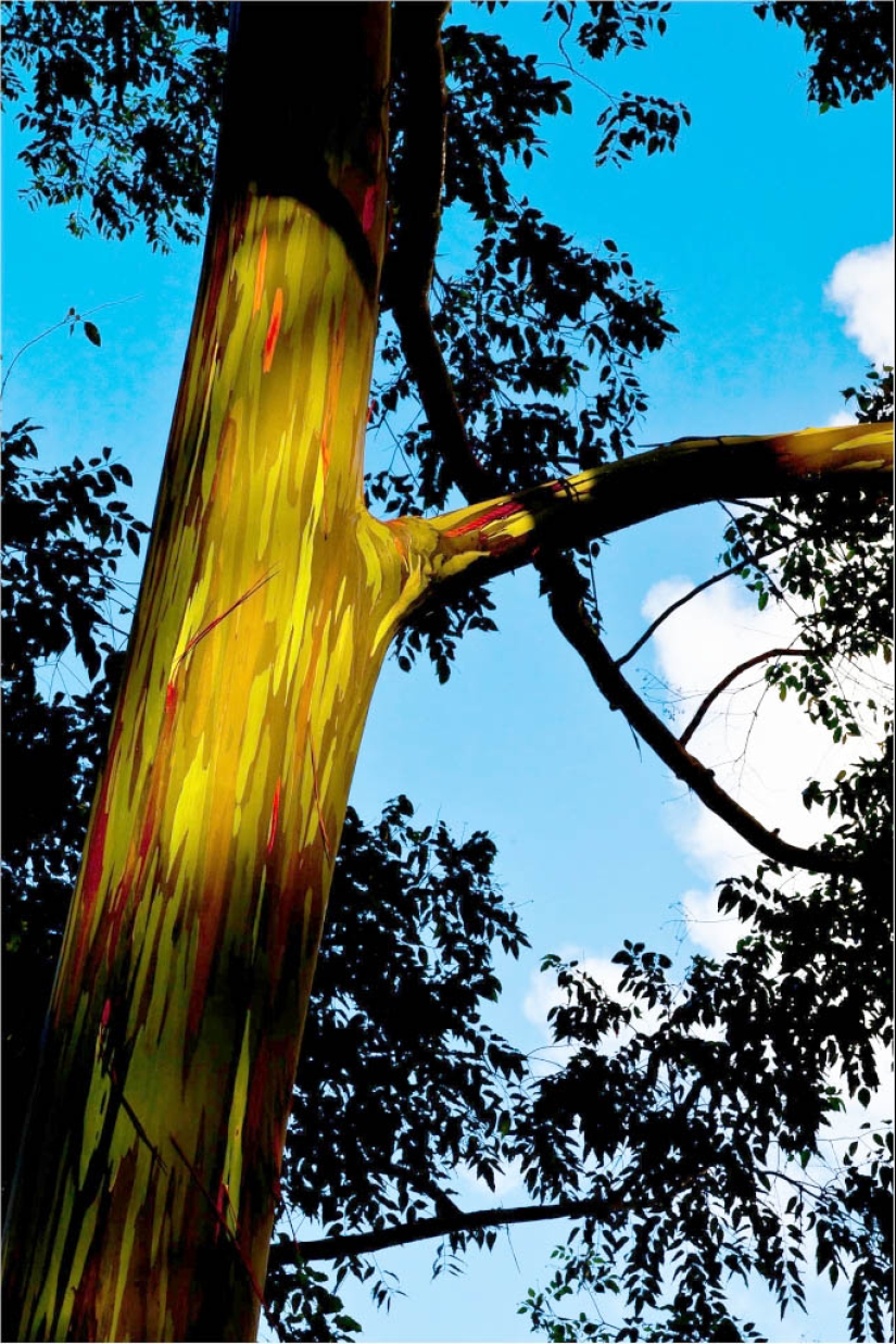 Rainbow Eucalyptus