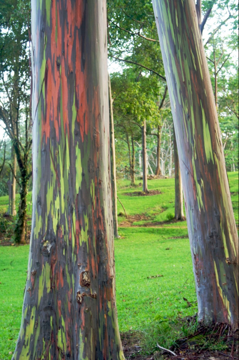 Rainbow Eucalyptus