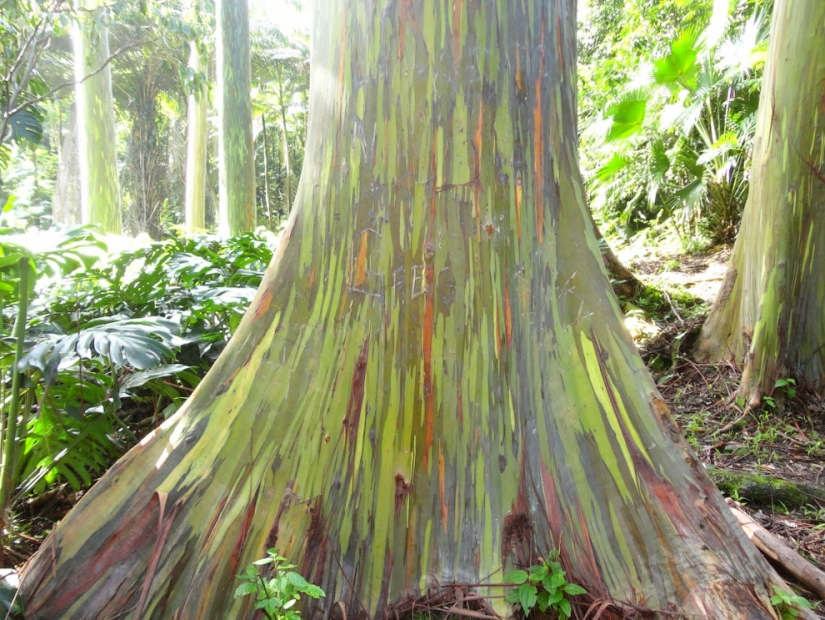 Rainbow Eucalyptus