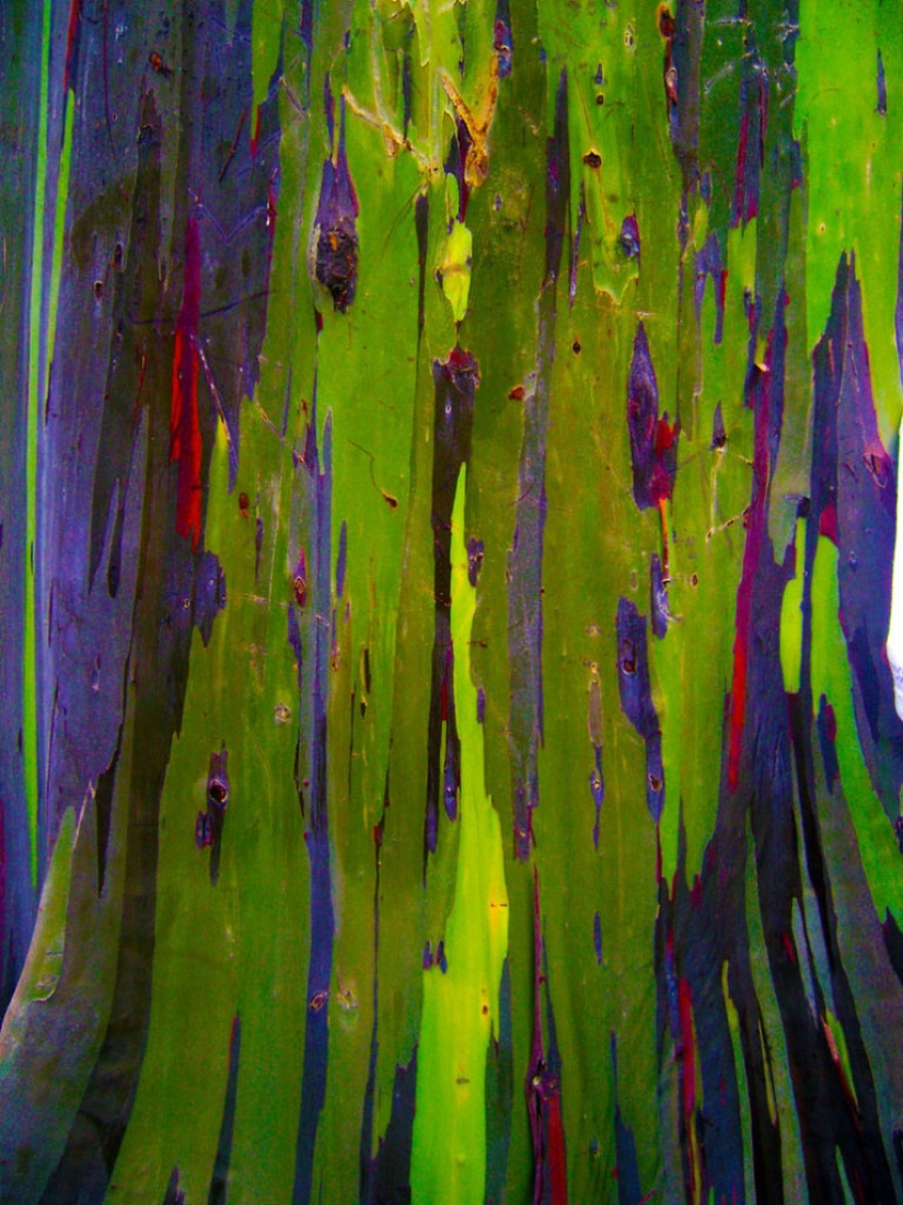 Rainbow Eucalyptus