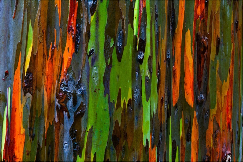 Rainbow Eucalyptus