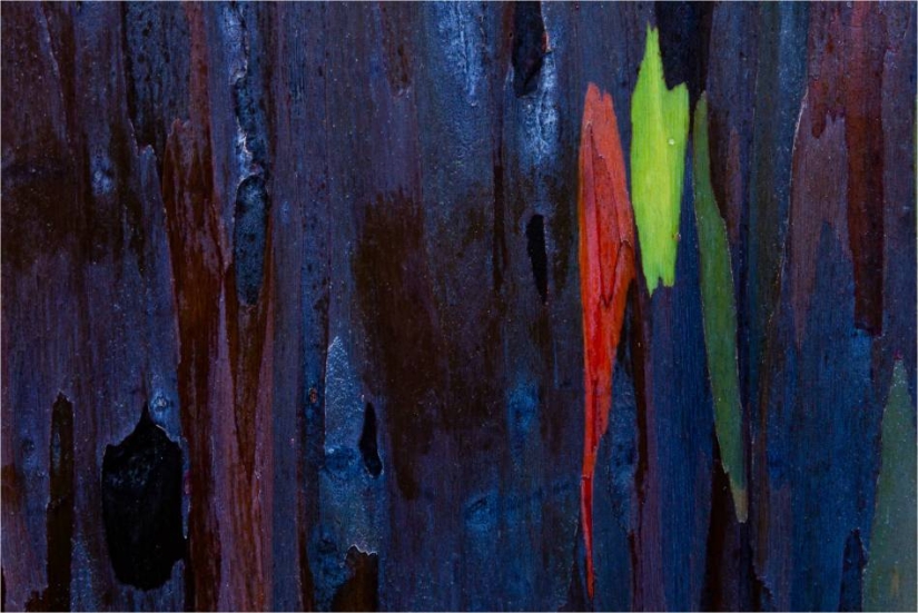 Rainbow Eucalyptus