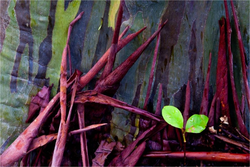 Rainbow Eucalyptus